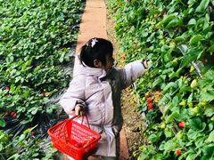 -大自然农场蔬菜草莓采摘园