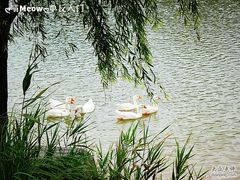 崇明度假游-上海怡沁园度假酒店