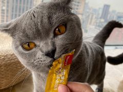 -Catmate·猫肥家润(金润铂宫店)