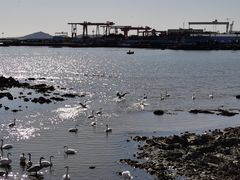 -烟墩角天鹅湖