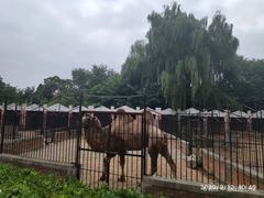 -保定市动物园