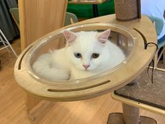 -MOYOYO猫咪咖啡店