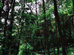 -铁山坪森林公园