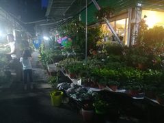 -曲阳花鸟市场(曲阳路店)
