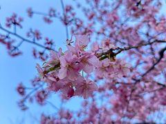-顾村公园