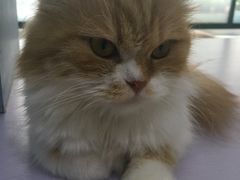 -喵的天空名猫咖啡馆·撸猫·猫舍·用品