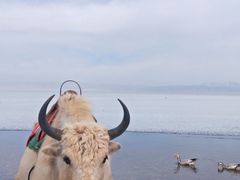 -青海湖国家重点风景名胜区