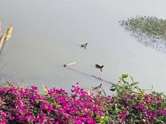 -海珠湖公园