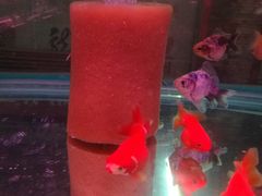 -中环花鸟鱼虫市场