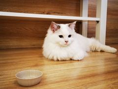 -滚猫咖啡·猫咖·猫友好撸猫(未来城店)