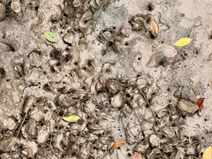 -东寨港红树林旅游区