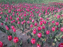 -廊坊文化艺术中心