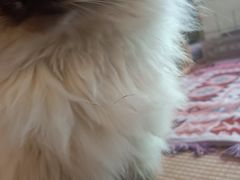 -喵屿·大理花园猫咖