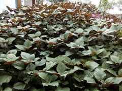 -崔家大院·特色农家菜