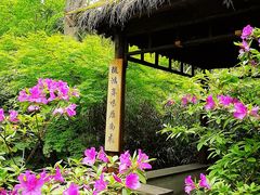 -上海滨江森林公园
