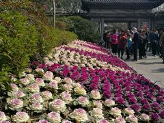 -西湖外事游船(花港观鱼码头)