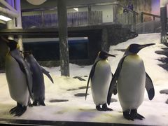 -悉尼海洋生物水族馆