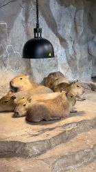 -Zoolung Zoolung动物主题公园(海信广场店)