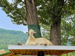 -大连铭湖国际观光牧场