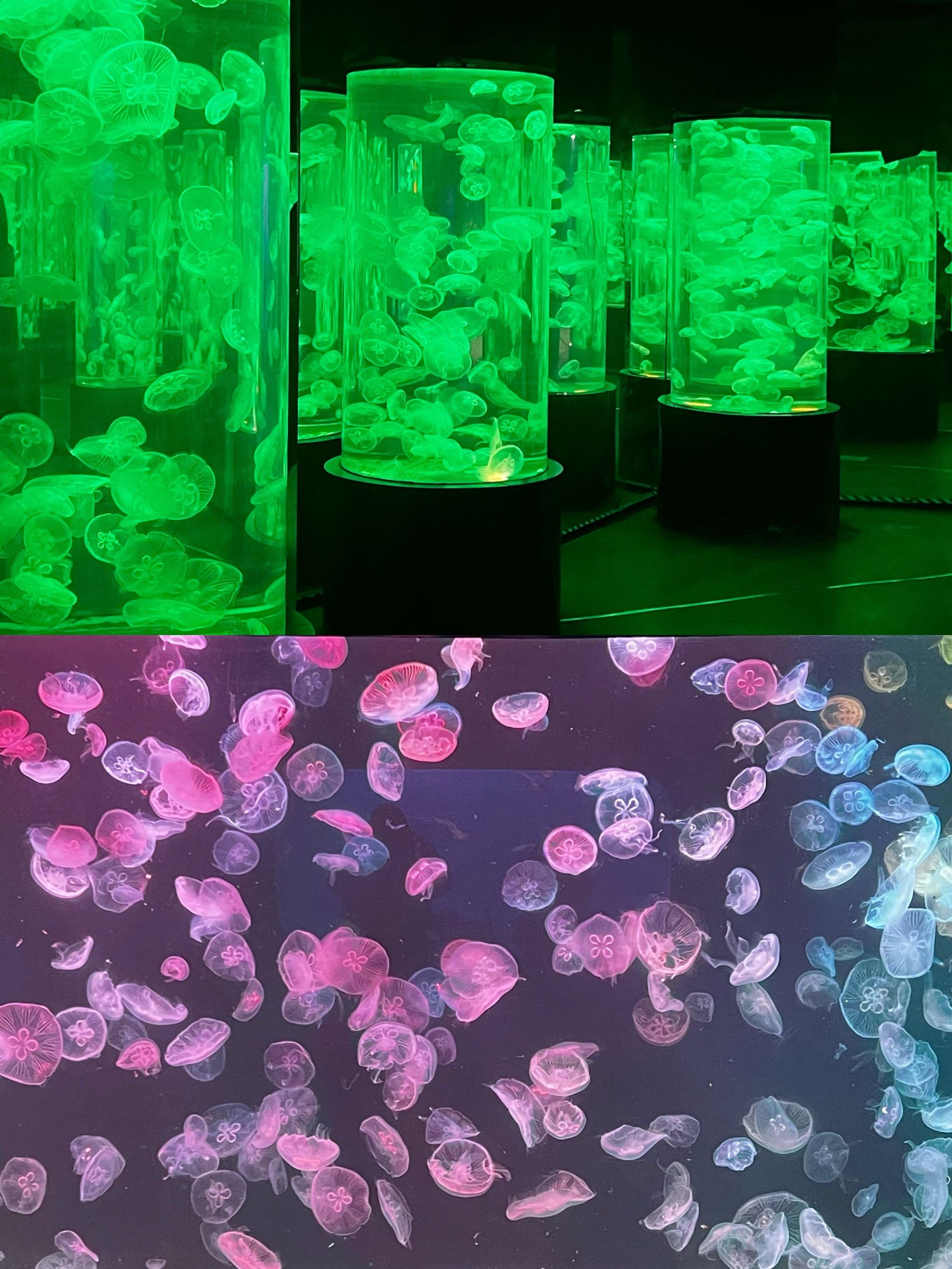 老虎滩极地馆02大连旅游第一站!