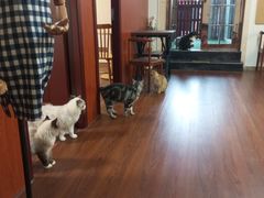 -楼上猫咖(罗湖店)
