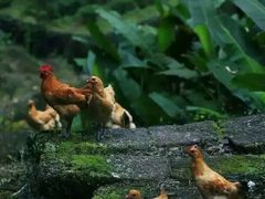 -向塘土鸡总店(八一广场店)