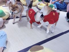 -逗柴咖啡屋·狗咖猫咖宠物桌游
