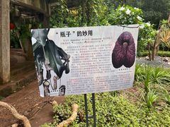 -中国科学院西双版纳热带植物园