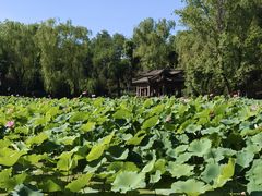 -莲湖公园