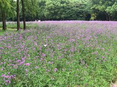 -共青国家森林公园-南大门停车场
