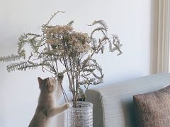 -猫大福·Fortune Cat猫舍(百子湾店)