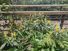 -深圳仙湖植物园