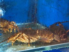 -小铜锣湾海鲜家常菜馆(河西店)