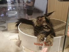 -屋虎猫馆(宝安大仟里店)
