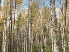 -汤旺河林海奇石景区