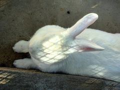 -石家庄市动物园