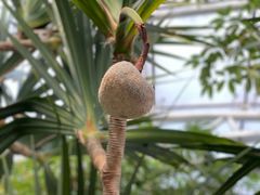 -北京植物园-展览温室