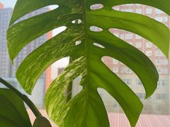 -厚院·虾水饺·融合菜(深泽店)