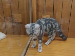 -龟与熊猫宠物公园(南坪店)