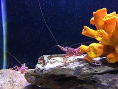 -芜湖新华联大白鲸海洋公园