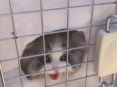 -瑞派宠物医院·犬猫全科·猫友好(宾水西道店)