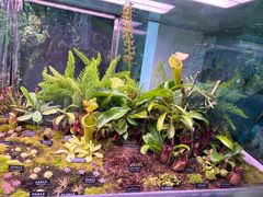 -中国科学院西双版纳热带植物园