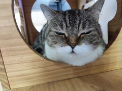 -喵园·猫主题咖啡厅·撸猫·猫咖(国贸店)