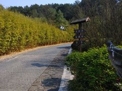 -铁山坪森林公园