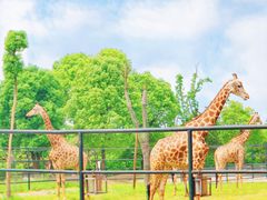 -常州淹城野生动物世界