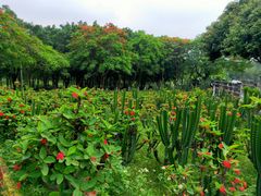 -松山湖梦幻百花洲