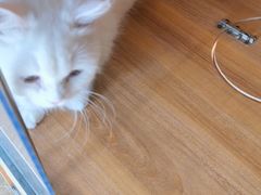 -A猫a狗全科·犬猫异宠·芥西宠物医院(南开总院)