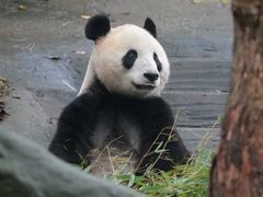 -都江堰中华大熊猫苑