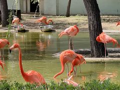 -石家庄市动物园