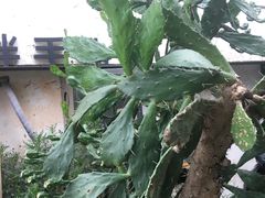 -三圣花乡旅游区